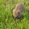 European Hedgehog